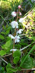 Pyrola grandiflora