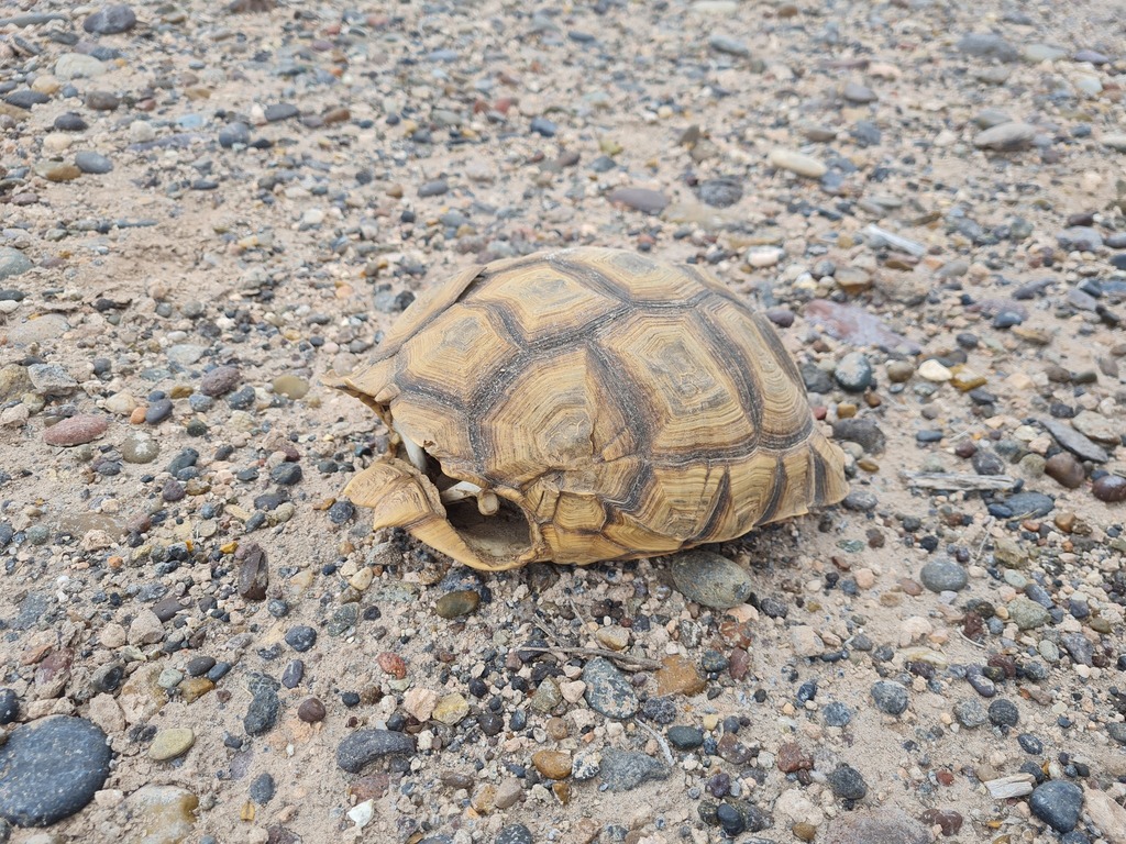 Chaco Tortoise in June 2024 by Quentin Vandemoortele · iNaturalist