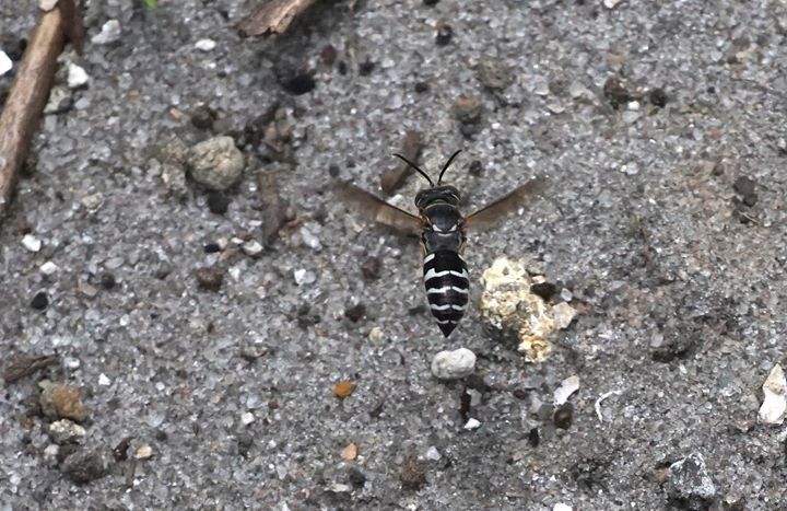 Stictiella pulchella serrata