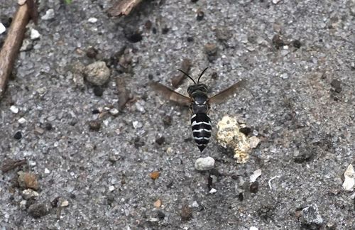 Stictiella pulchella serrata