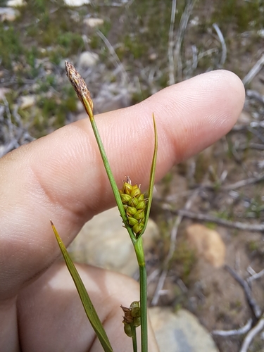 Image of Carex crawei by no rights reserved