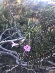 Eriodictyon altissimum