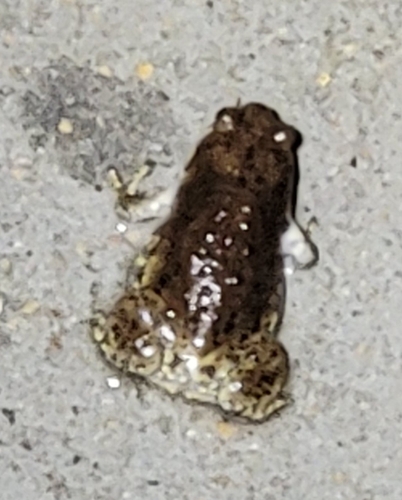 Boreal Digging Frog
