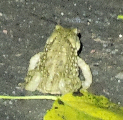 Asiatic Toad