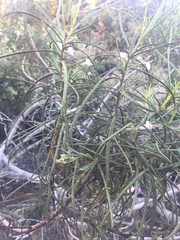 Eriodictyon altissimum