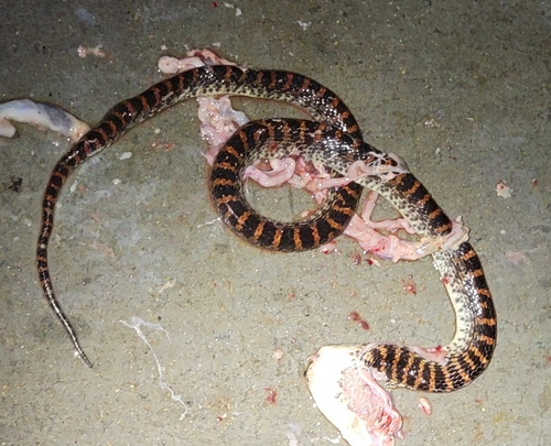 Red-banded Snake