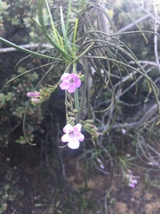 Eriodictyon altissimum