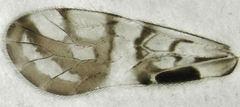 Zelandopsocus formosellus