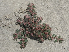 Euphorbia maculata
