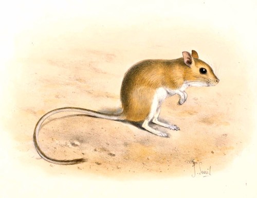 Gerbillus juliani