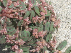 Euphorbia maculata