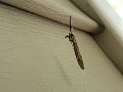 Brachypremna dispellens