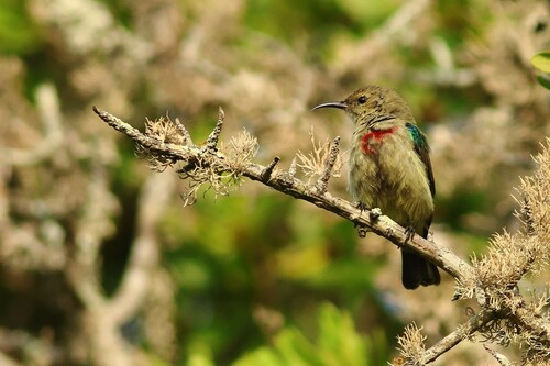 iNaturalist image