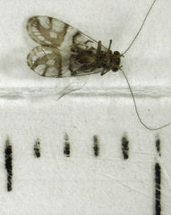 Zelandopsocus formosellus