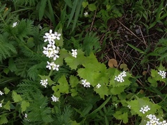 Alliaria petiolata