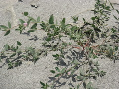 Acmispon americanus