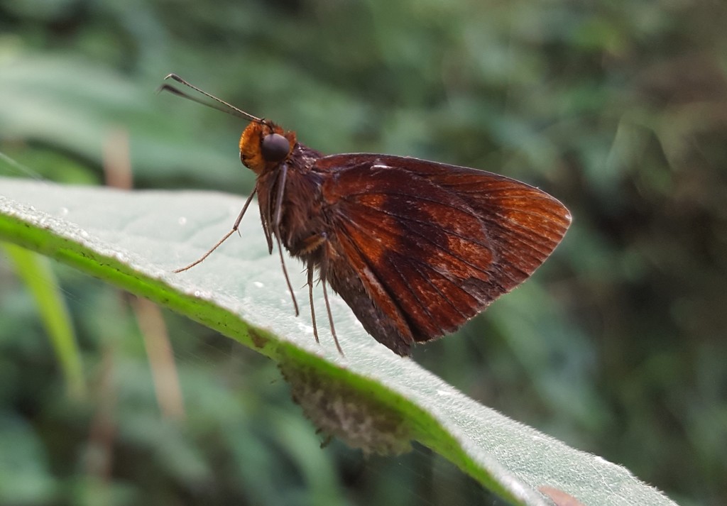 Miltomiges cinnamomea