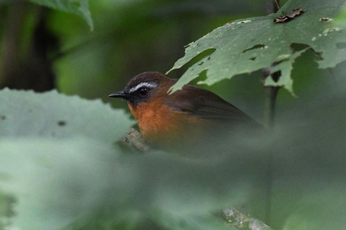 iNaturalist image