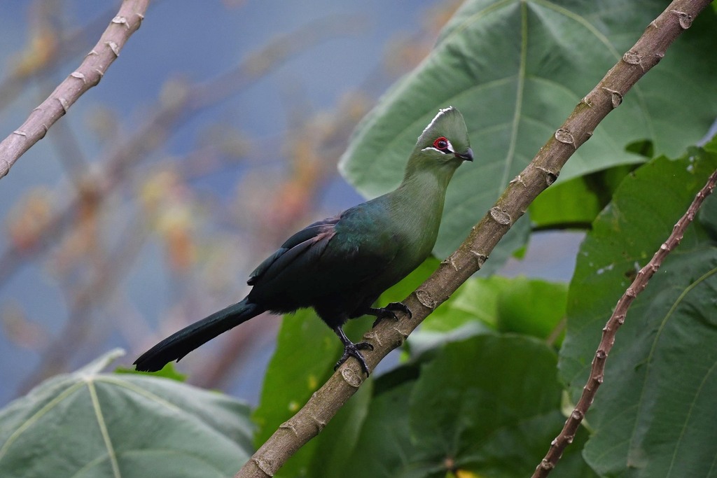 Black-billed Turaco