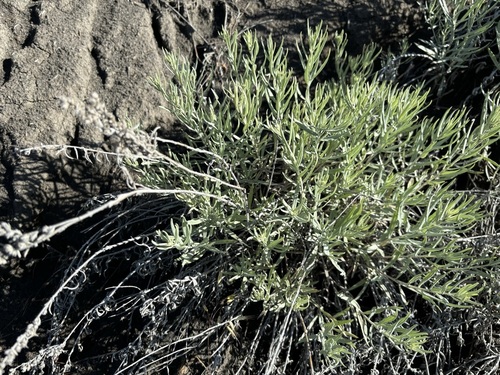 iNaturalist observation 2024-06-20