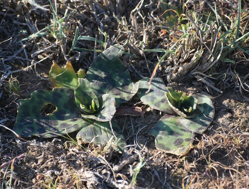 Ledebouria revoluta