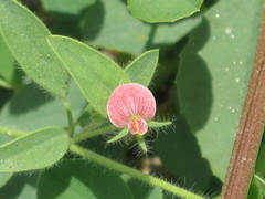Acmispon americanus