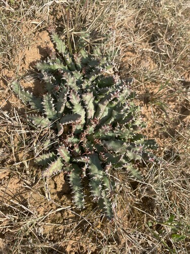 Milkthorn (Euphorbia stellata)