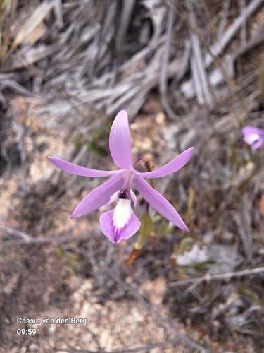 Pseudolaelia vellozicola