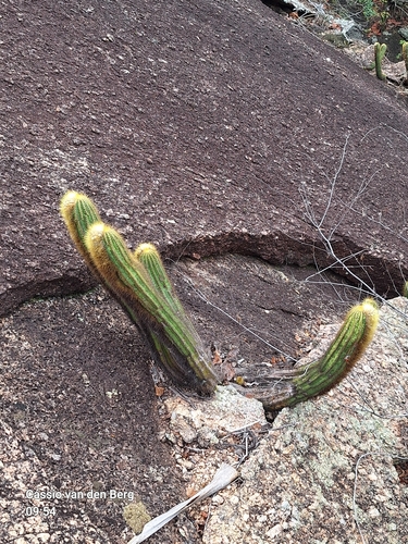 Coleocephalocereus aureus
