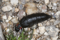 Physomeloe corallifer