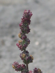 Angiospermae