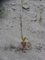 Angiospermae