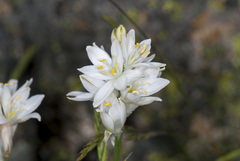 Ornithogalum concinnum