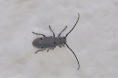 Tetraopes batesi