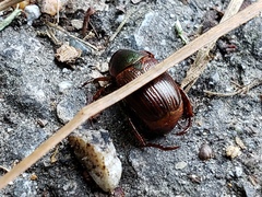 Callistethus marginatus