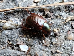 Callistethus marginatus