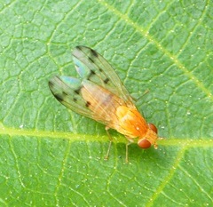 Homoneura occidentalis