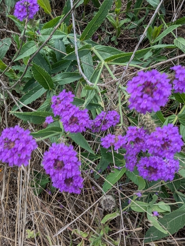 Verbena rigida