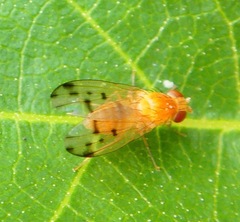 Homoneura occidentalis