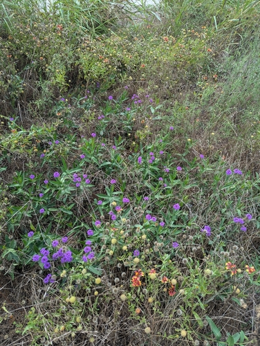 Verbena rigida
