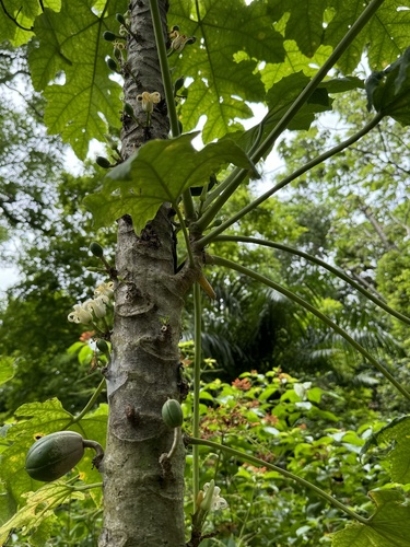 Foto de Mamãozinho-de-veado