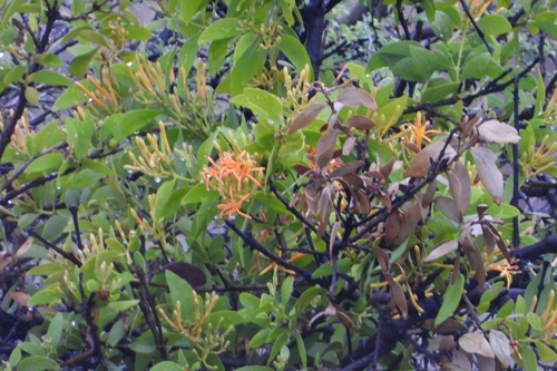 Psittacanthus schiedeanus