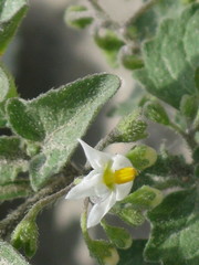 Solanum