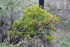 Psittacanthus schiedeanus, photograph (c) Ricardo Betancourt Sánchez, some rights reserved (CC BY)