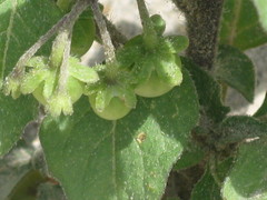 Solanum