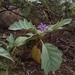 Solanum mitlense - Photo (c) Ricardo Betancourt Sánchez, some rights reserved (CC BY), uploaded by Ricardo Betancourt Sánchez