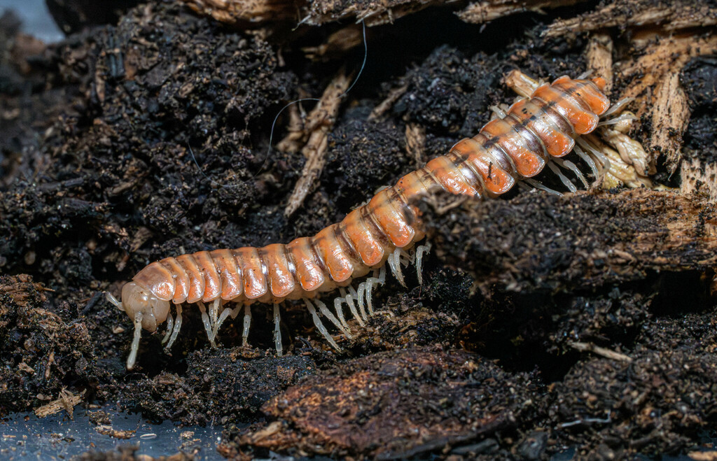 Motyxia tiemanni