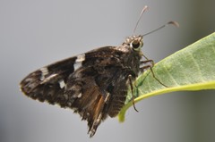 Codatractus arizonensis