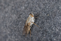Thereva unica