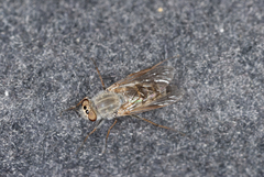 Thereva unica